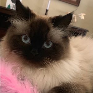 Meet your Posher, Lane